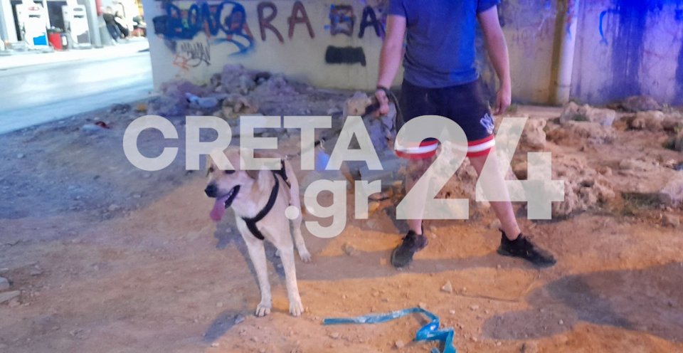 Ο σκύλος που είχε μαζί του ο άτυχος ηλικιωμένος / Φωτογραφία: Creta24.GR