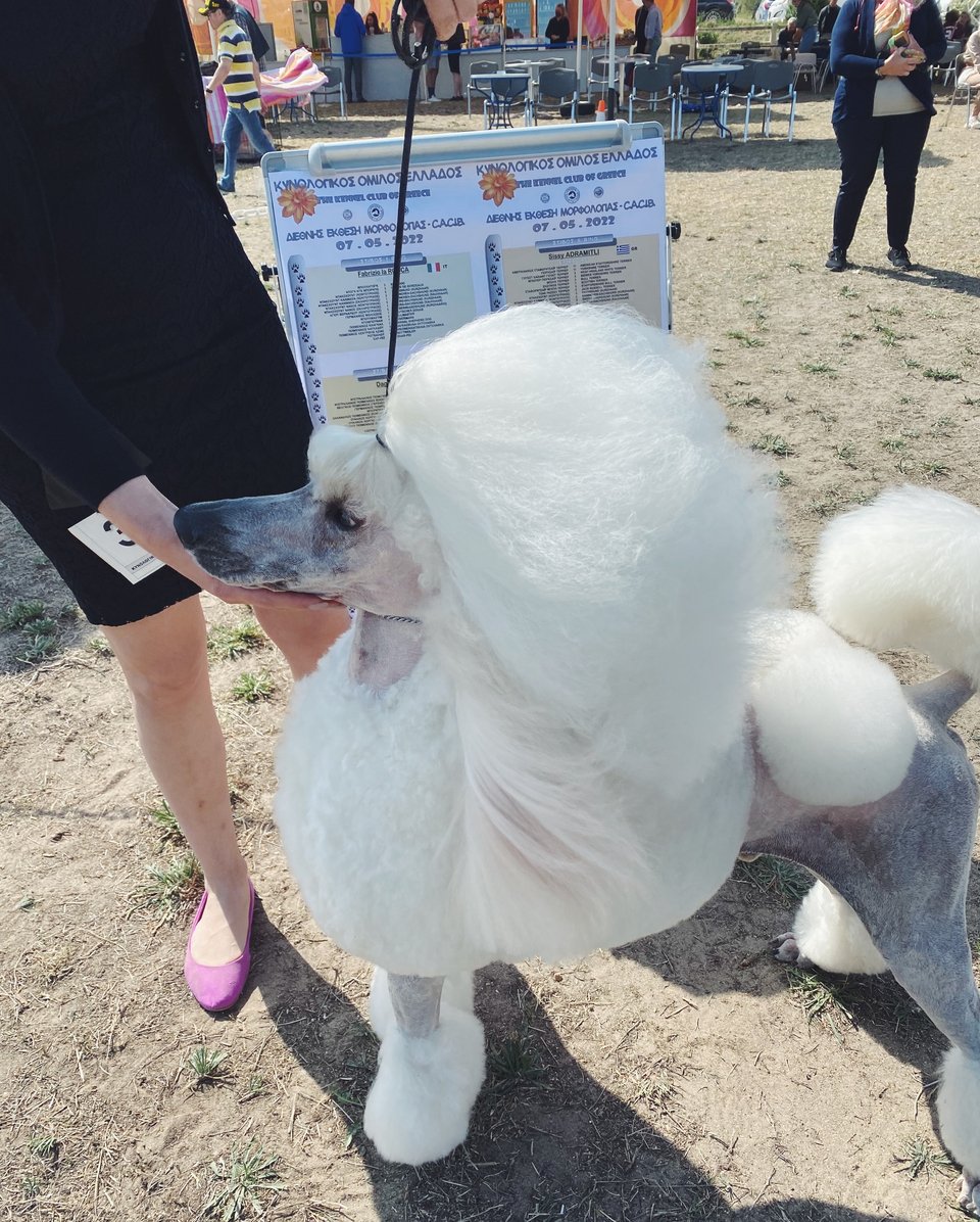 Τα Poodle, γνωστά ως Κανίς, με τα περίτεχνα κουρέματά τους, για τα οποία μιλούν όλοι στην έκθεση.