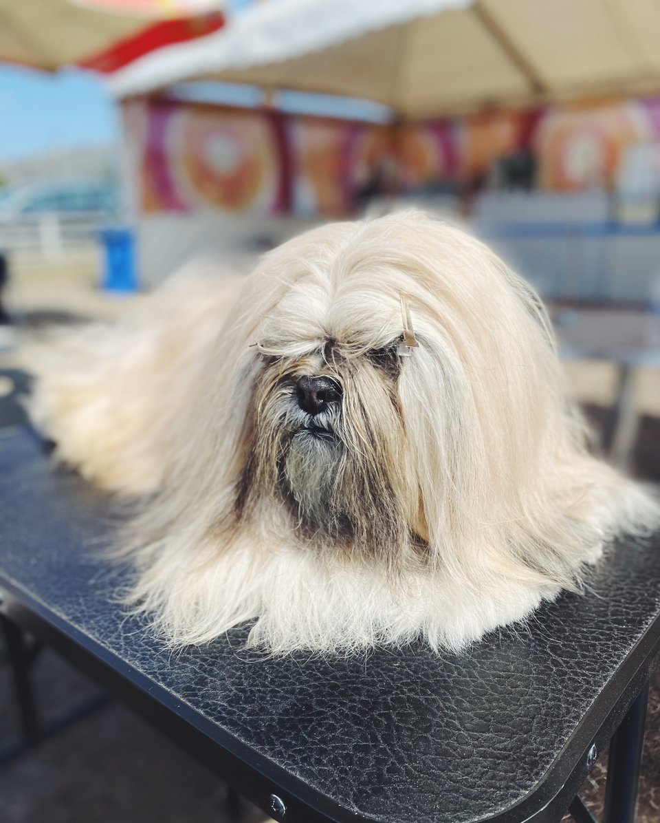Το Lhasa Apso (Λάσα Άπσο) σαν μοναχός του Θιβέτ σε διαλογισμό.