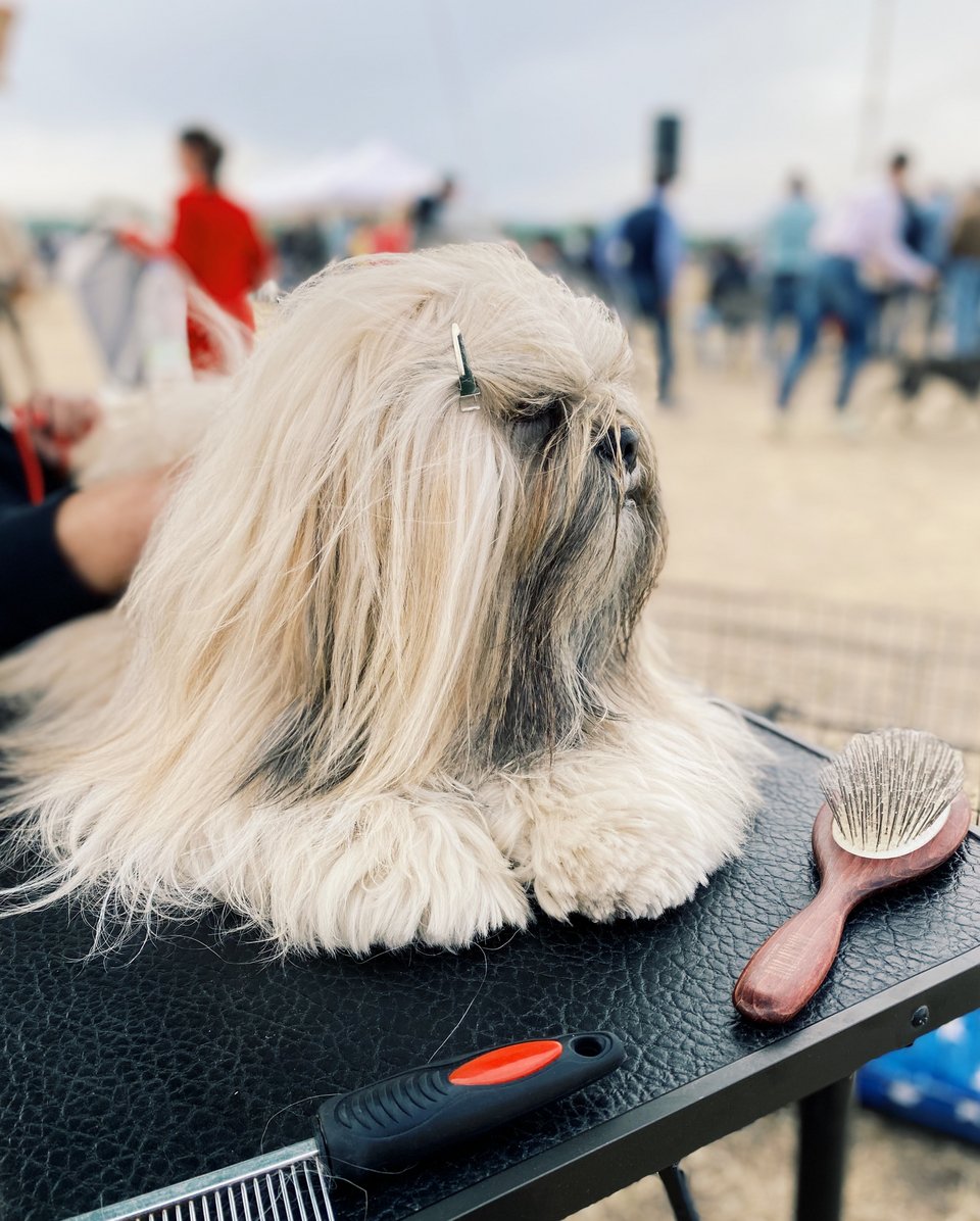 Σκύλος Lhasa Apso χαλαρώνει ανάμεσα στις εμφανίσεις του στον στίβο, στο ειδικό τραπέζι του γκρούμινκ.