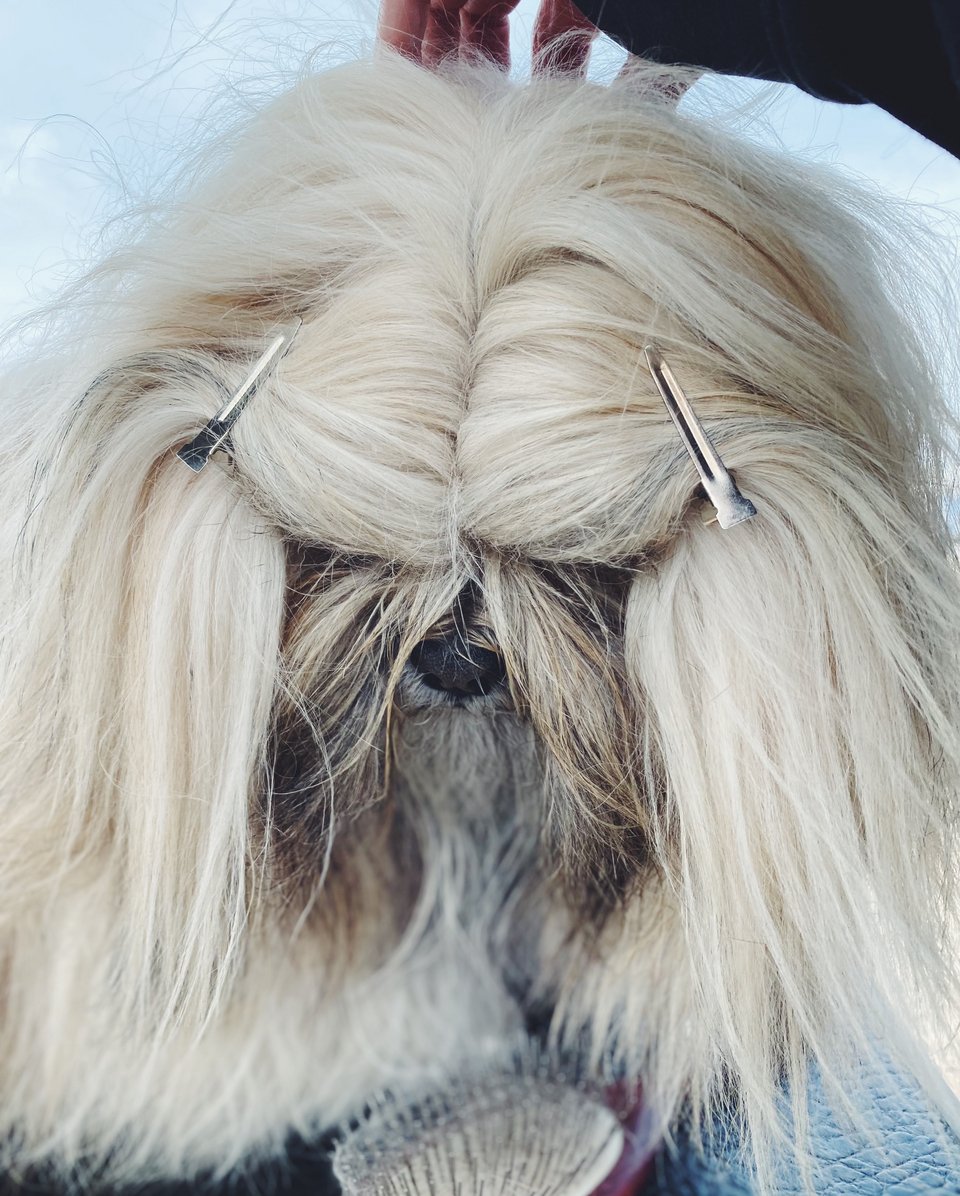 Ο Έρμες, το Lhasa Apso, που συμμετείχε στην έκθεση.