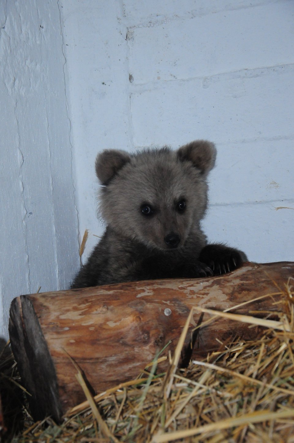 Φωτογραφία: Αεκτούρος