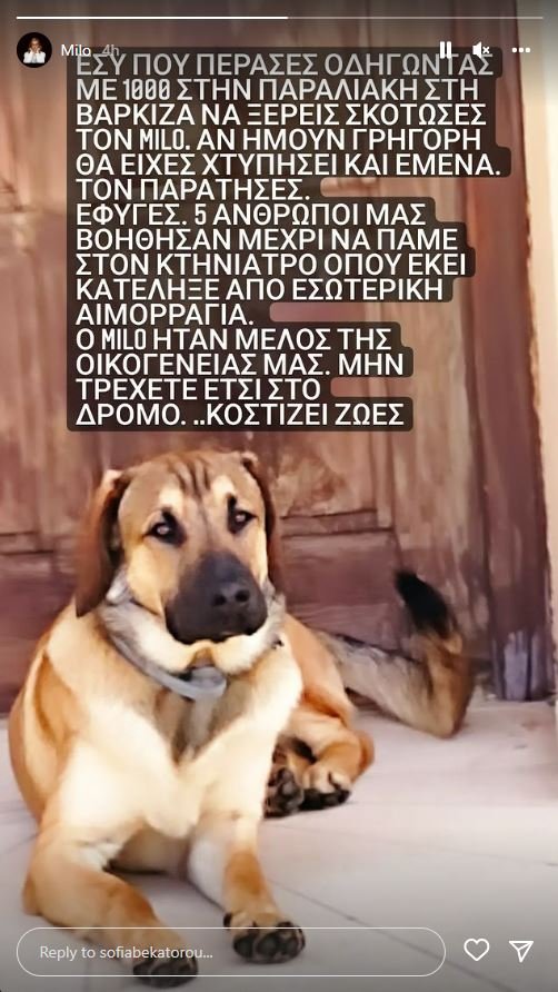 Ανάρτηση της Σοφίας Μπεκατώρου για τον χαμού του σκύλου της