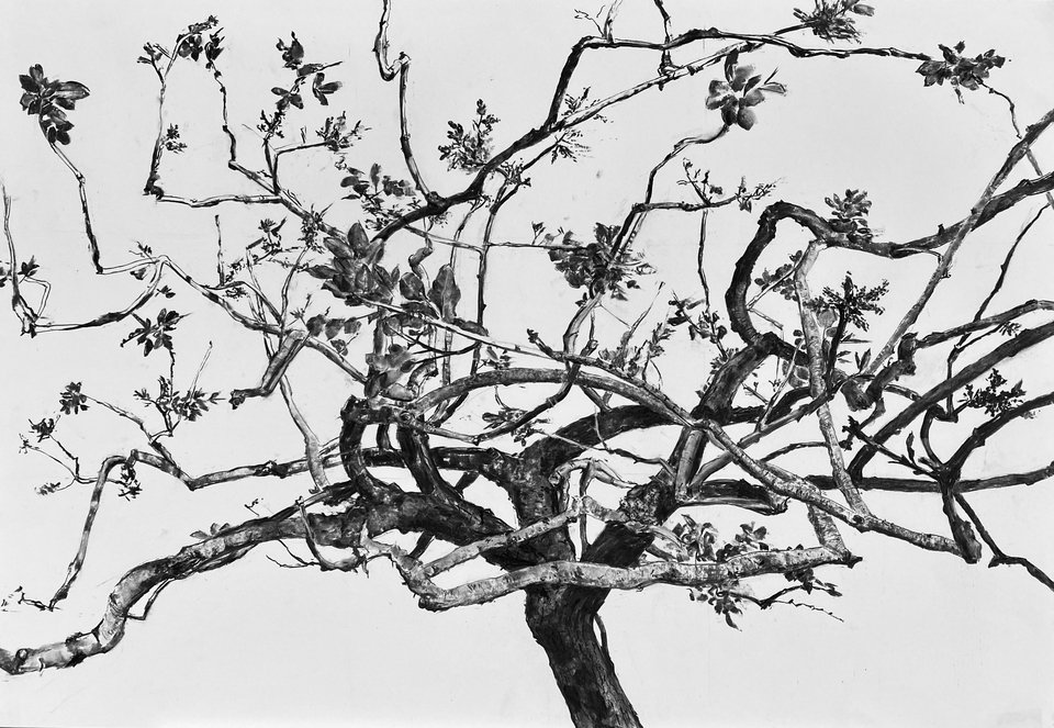 Σπύρος Παντελάκης, PISTACIA VERA-Τέσσερις εποχές, σχέδιο σε κάρβουνο, στη γκαλερί ΕΓΙΝΑ ΑΙΓΙΝΑ@ΑΤΗΕΝΣ