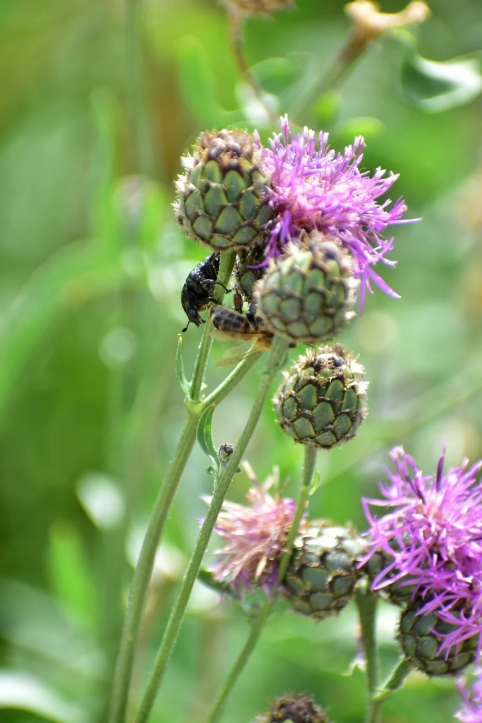 H φύση οργιάζει στο υπέροχο κτήμα του Soil.