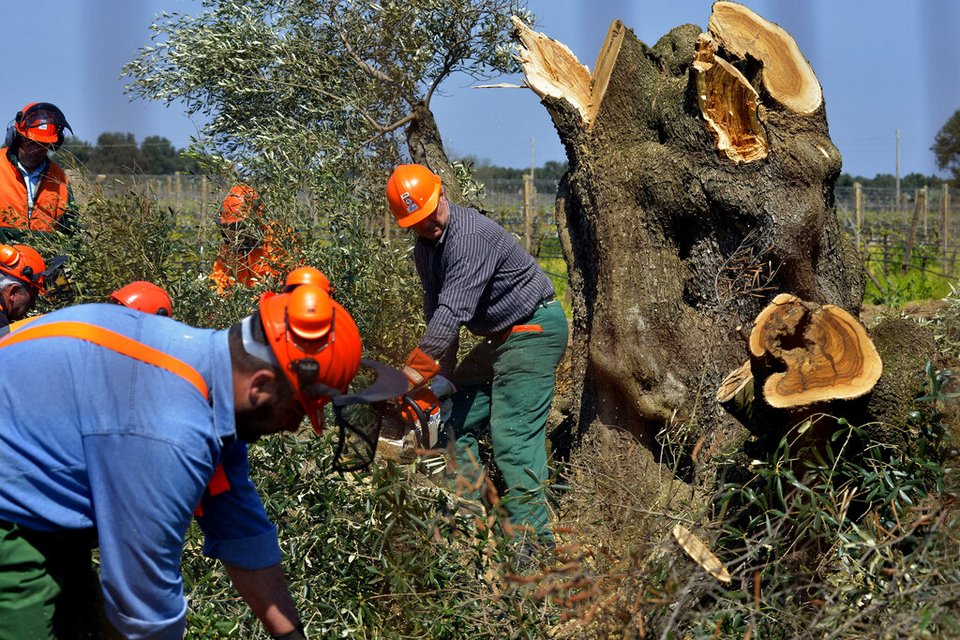 Εργάτες κόβουν ένα ελαιόδεντρο από τα χιλιάδες που έχουν μολυνθεί από ένα θανατηφόρο βακτήριο στη Νότια Ιταλία