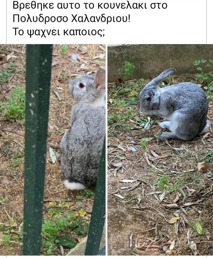 Τα κουνέλια εγκαταλείπονται όταν μεγαλώσουν