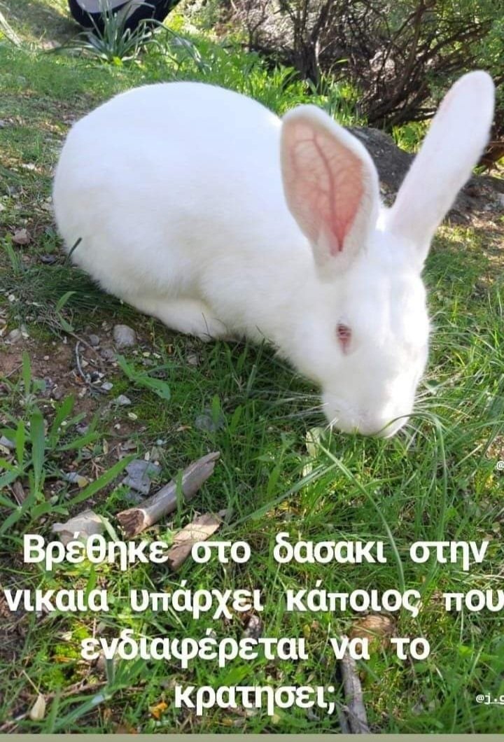 Συνεχείς οι αναρτήσεις για εγκαταλελειμμένα κουνέλια στα social media