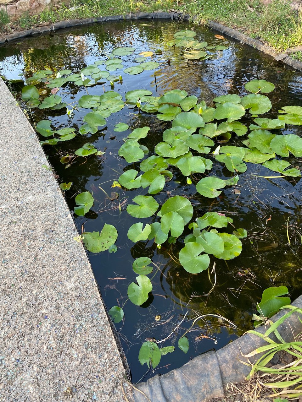 Η τεχνητή λιμνούλα με τα νούφαρα. 