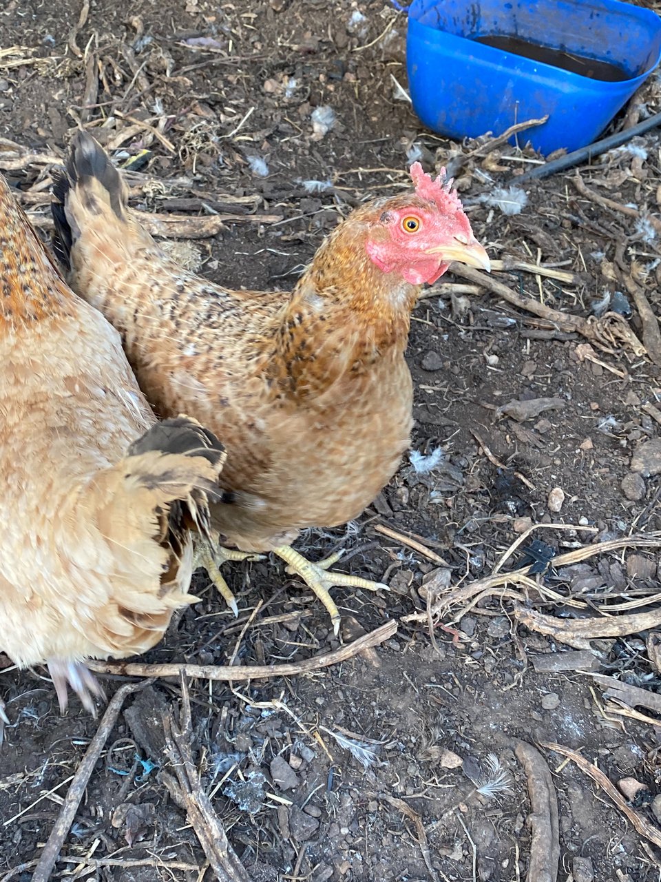 Οι κότες οργώνουν, λιπαίνουν και βοτανίζουν φυσικά τη γη. 