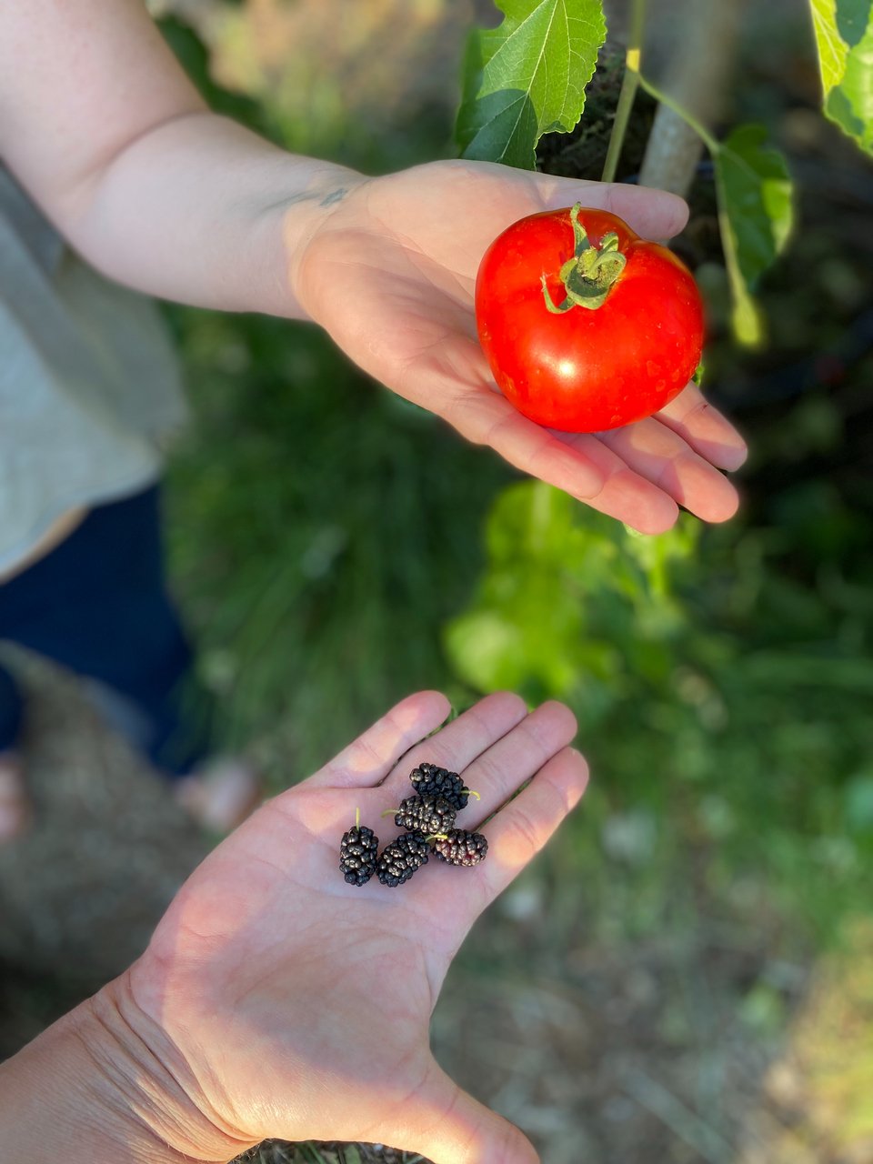Ντομάτες και μούρα που η Άννα Μορδεχάι, ιδρύτρια του Περιβολιού της Βάρης, κόβει και απολαμβάνει. 