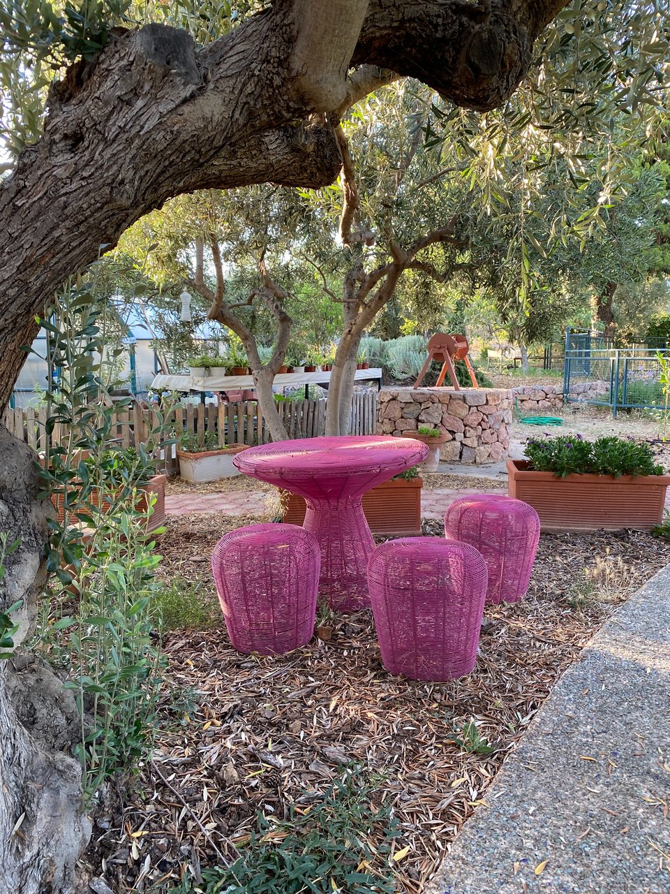 Μικρές οάσεις δροσιάς για καφέ κάτω από ελιές. 