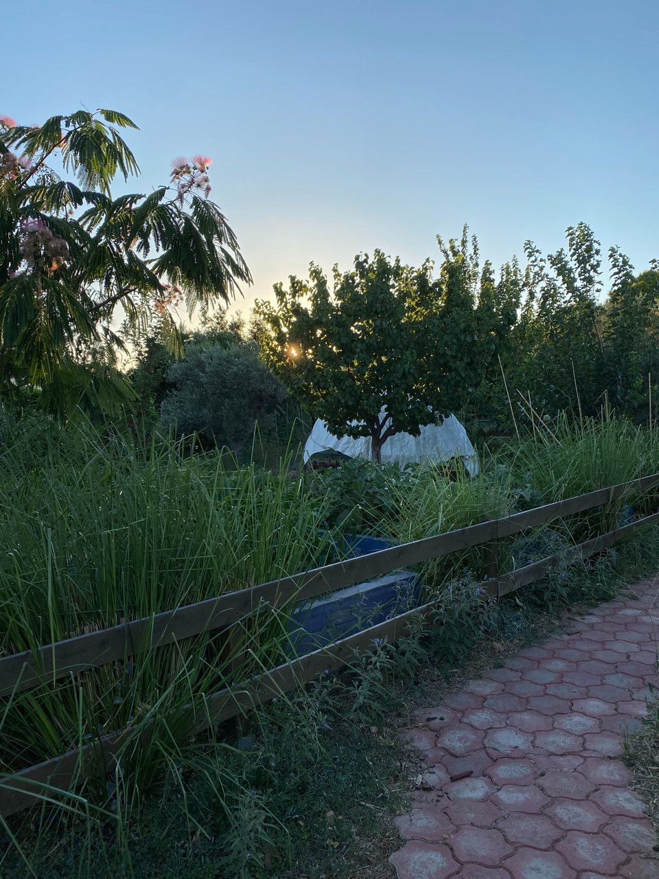 Όταν ο ήλιος δύει το περιβόλι είναι μαγευτικό. 