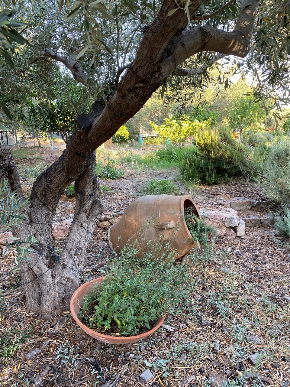 Στο Περιβόλι της Βάρης θα μπεις σε μια λειτουργική φάρμα, όχι σε έναν στημένο κήπο με γκαζόν. 
