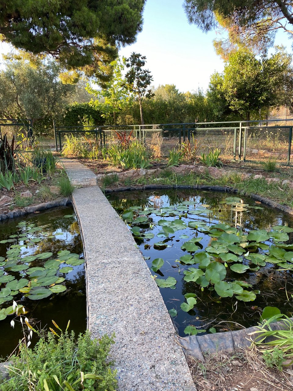 Η τεχνητή λιμνούλα με τα νούφαρα δεν έχει φτιαχτεί μόνο για ομορφιά, αλλά προσελκύει τα κουνούπια μακριά από τους θαμώνες.. 
