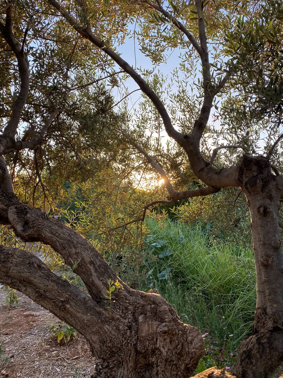 Το μεσογειακό φως φιλτράρεται μέσα από τα κλαδιά της ελιάς. 