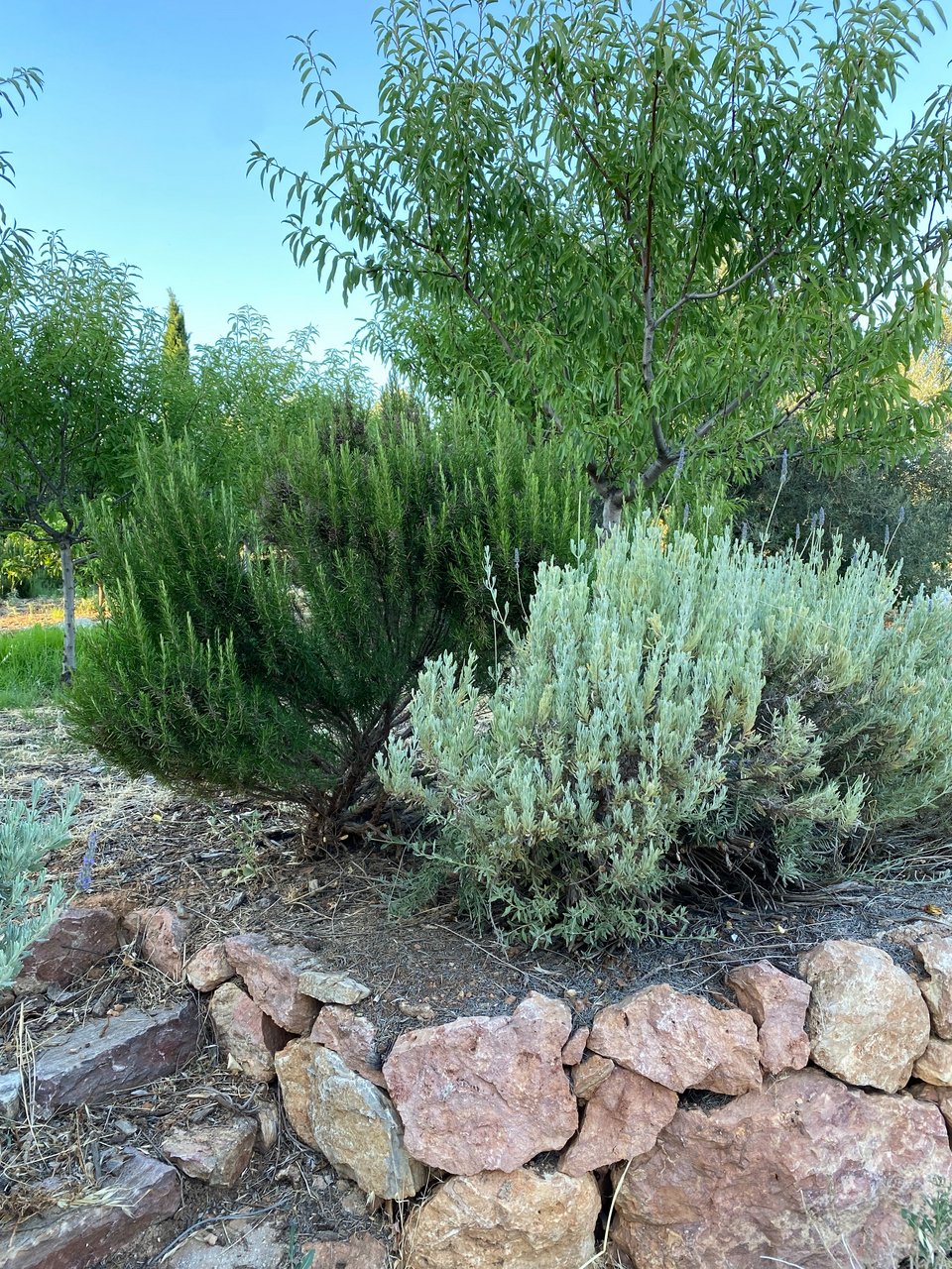 Δεντρολίβανο που σκορπά τη μυρωδιά του στα πέτρινα μονοπάτια του περιβολιού. 