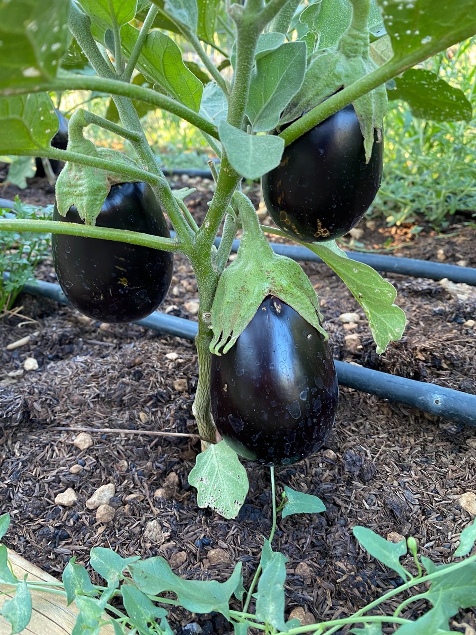 Μελιτζάνες στο μποστάνι, το πιο νόστιμο λαχανικό της εποχής για μεσογειακά παραδοσιακά πιάτα. 