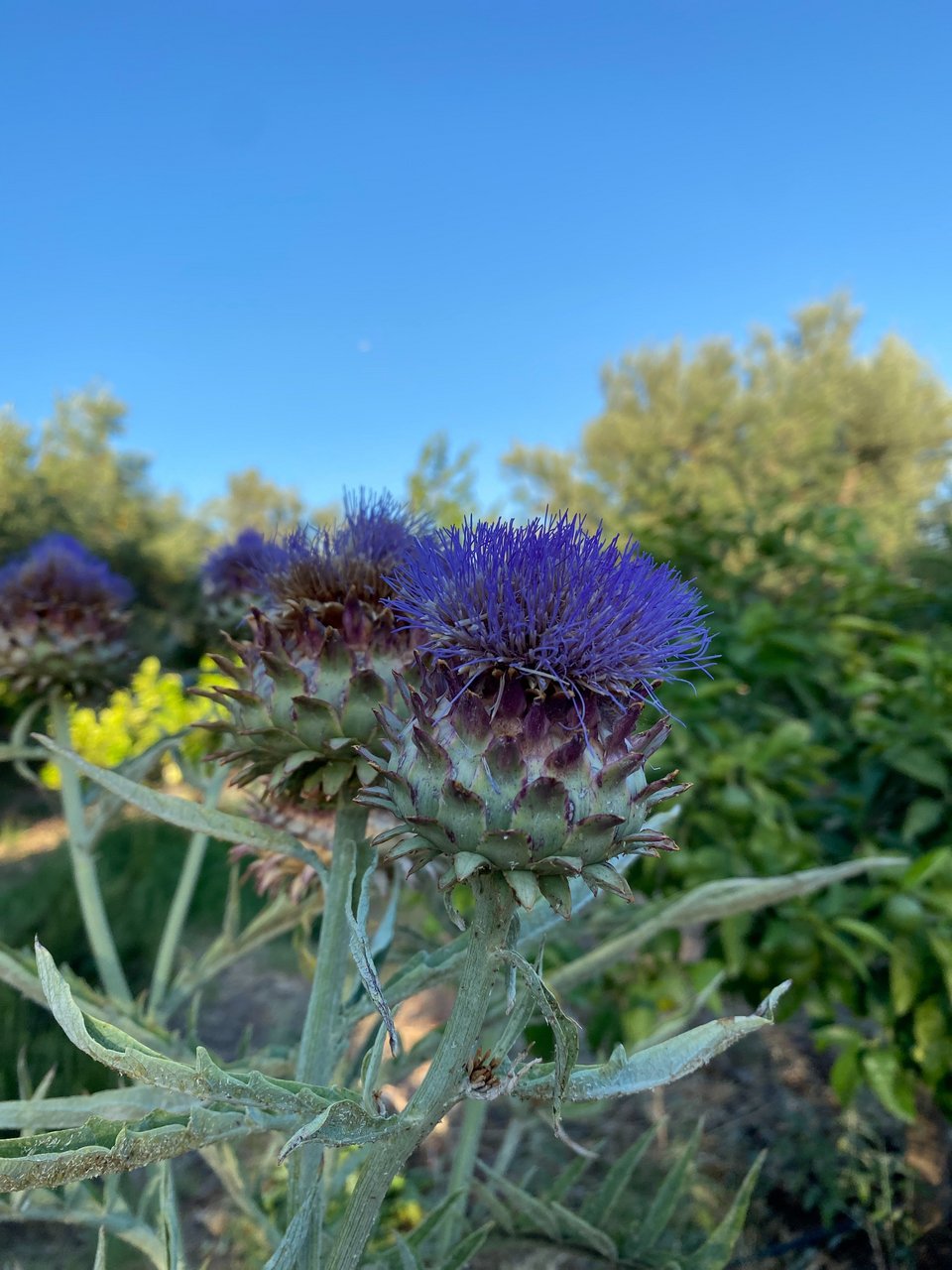 Ανθισμένες άγριες αγκινάρες. 