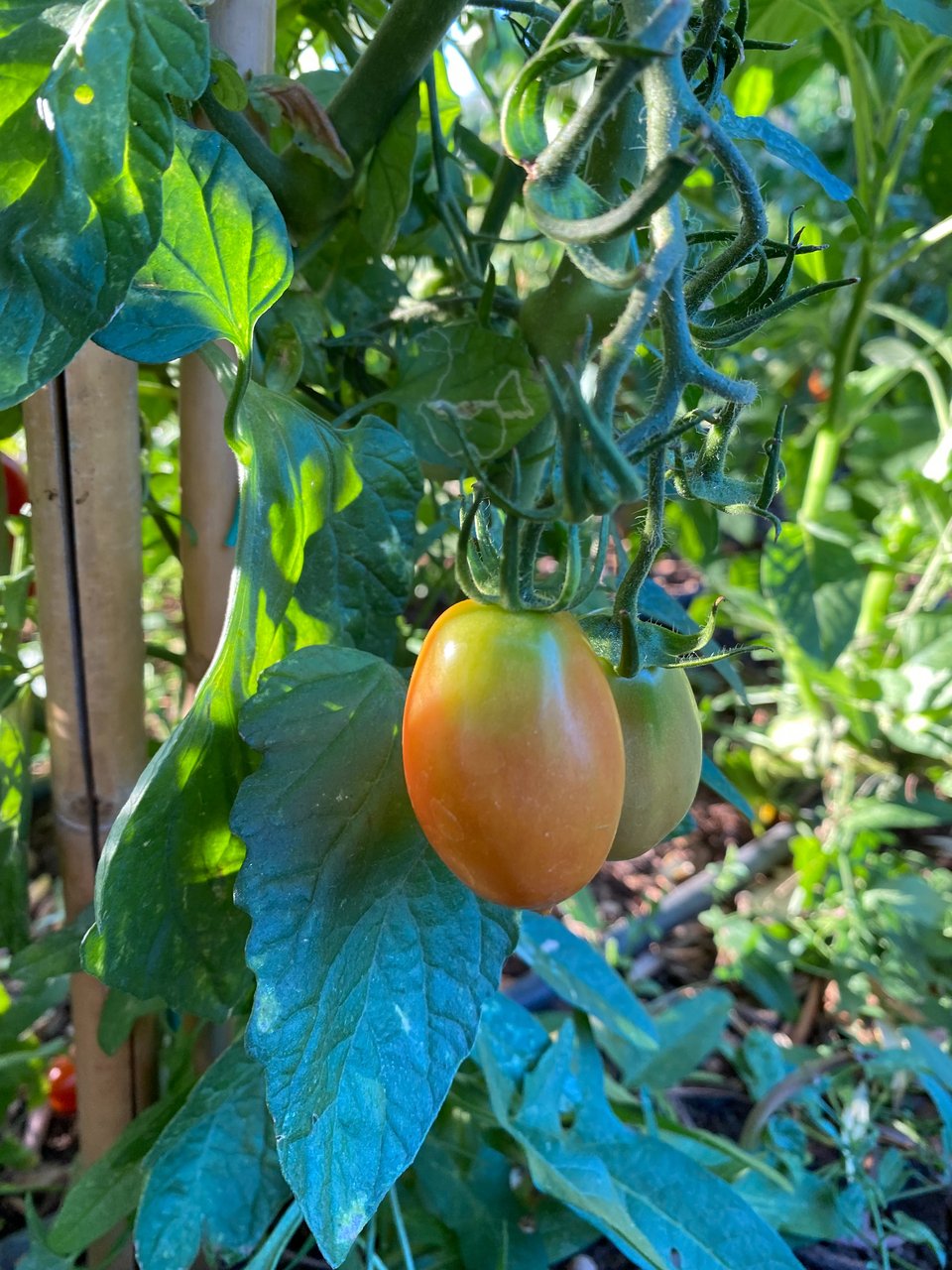 Ντοματίνια που μοσχομυρίζουν στο μποστάνι. 