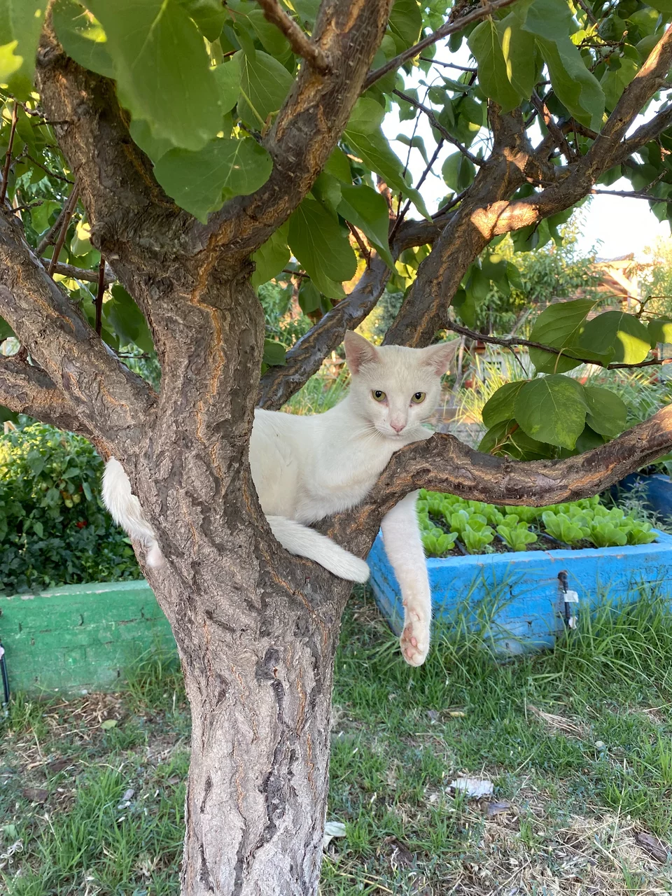 Οι γάτες του περιβολιού κοιμούνται ευτυχισμένες πάνω στα δέντρα.
