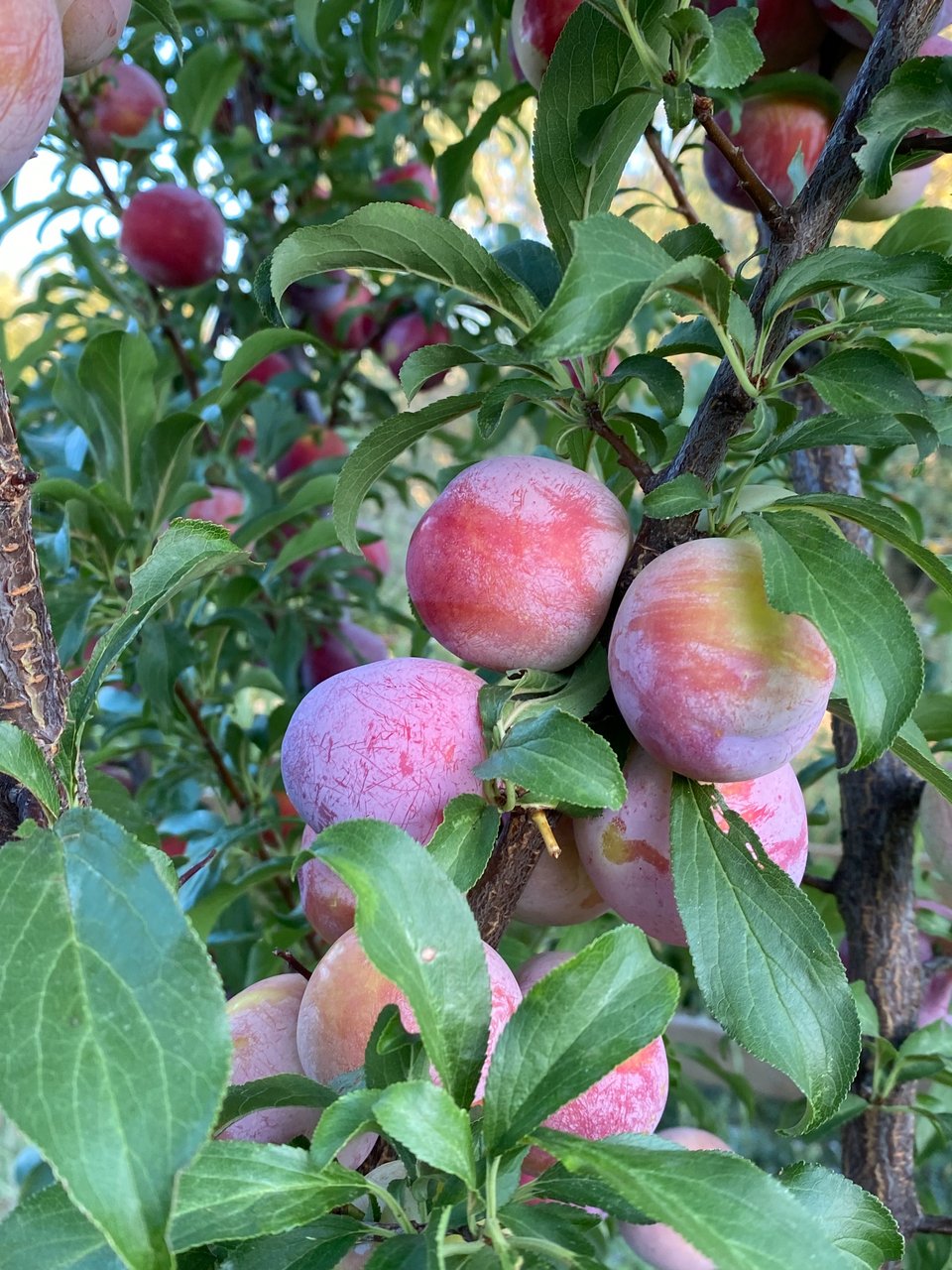 Λαχταριστές βανίλιες σε μια γωνιά του περιβολιού. 