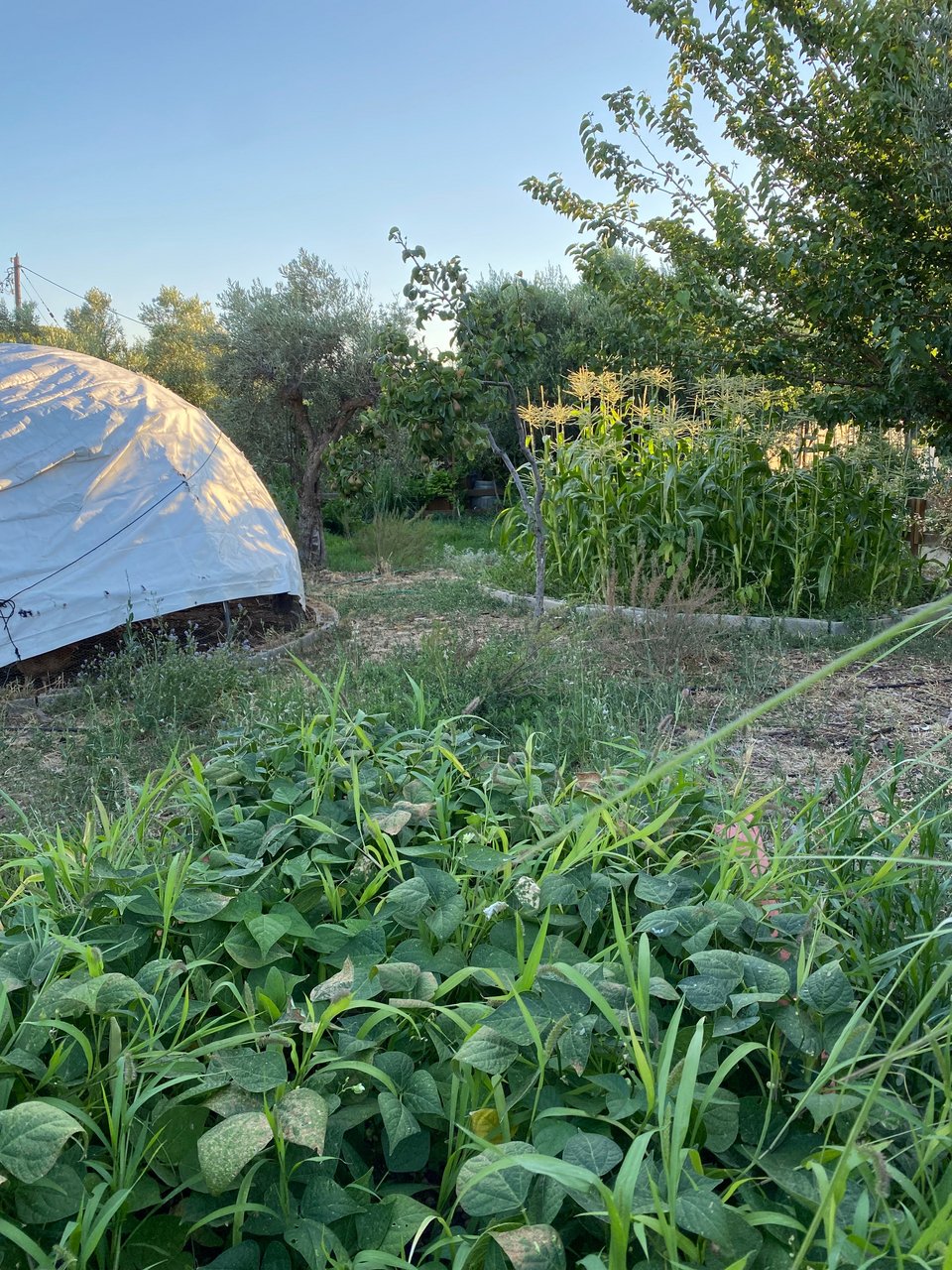 Άποψη από το μποστάνι και τα κινούμενα κοτέτσια, τα λεγόμενα κοτοτρακτέρ, που μοιάζουν με ιγκλού. 