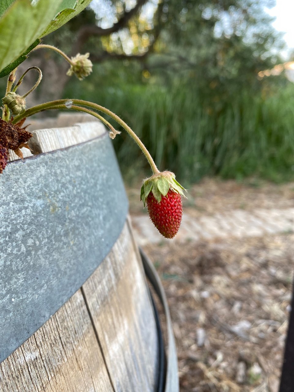 Μέσα σε βαρέλια έχουν φυτευθεί φράουλες. 