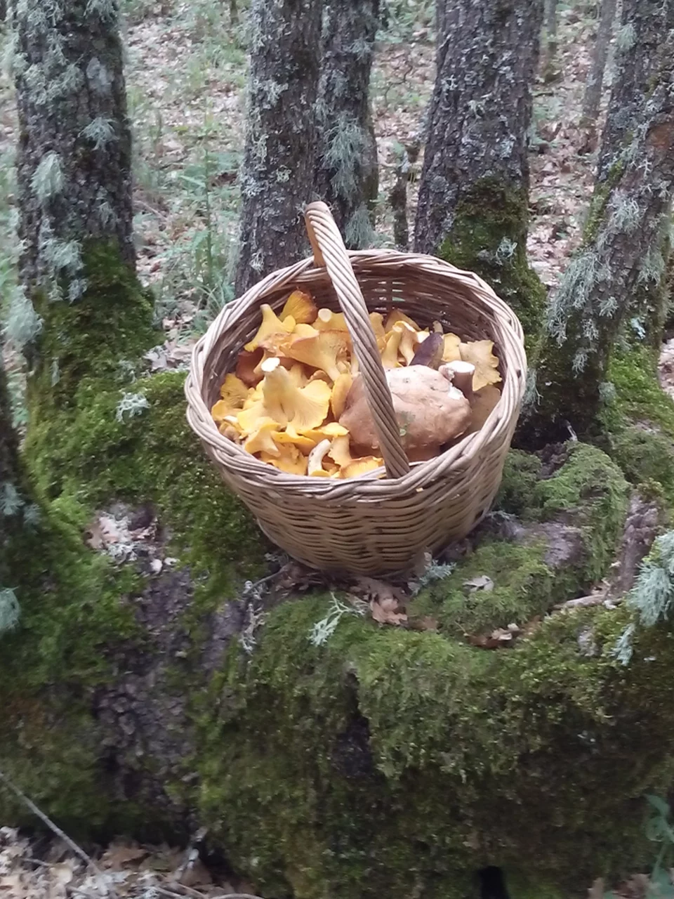 Το καλάθι του μανιταροσυλλέκτη Ανδρέα Σλιάρα στο δάσος των Γρεβενών.