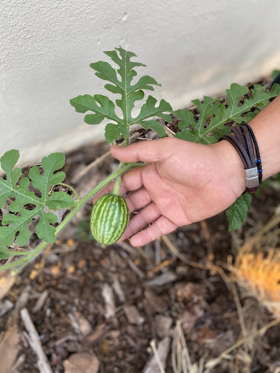 Καρπούζι που μόλις φύτρωσε. 