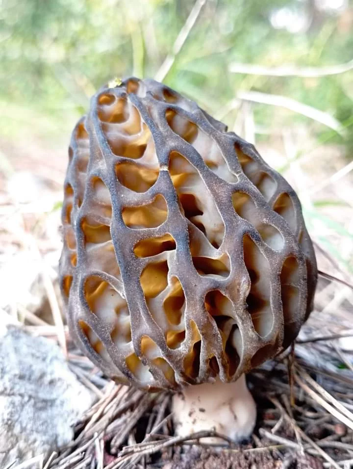 Τα είδη μανιταριών στη Μακεδονία -και τα Γρεβενά ειδικότερα- είναι περίπου στα 2000.