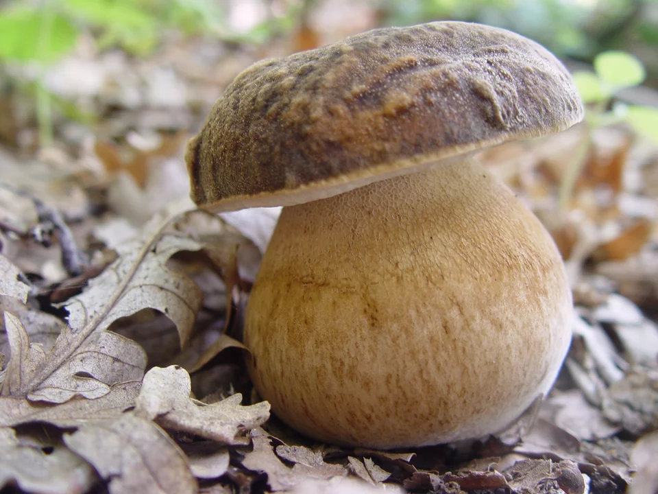 Το κάθε είδος μανιταριού έχει το δικό του σχήμα και γεύση.