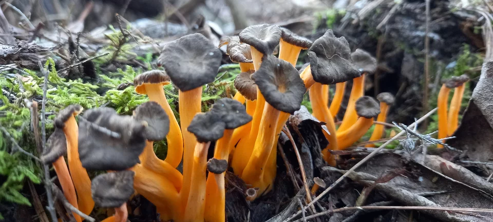 Τα μανιτάρια πρέπει να παρατηρείς πολύ καλά τη γη για να τα εντοπίσεις μέσα στο δάσος.