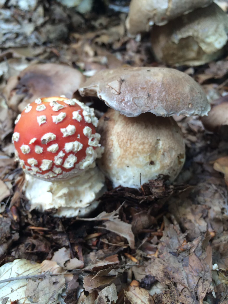 Η έκπληξη και η χαρά όταν μετά από ώρες εντοπίζεις το πρώτο μανιτάρι της ημέρας είναι απερίγραπτες.