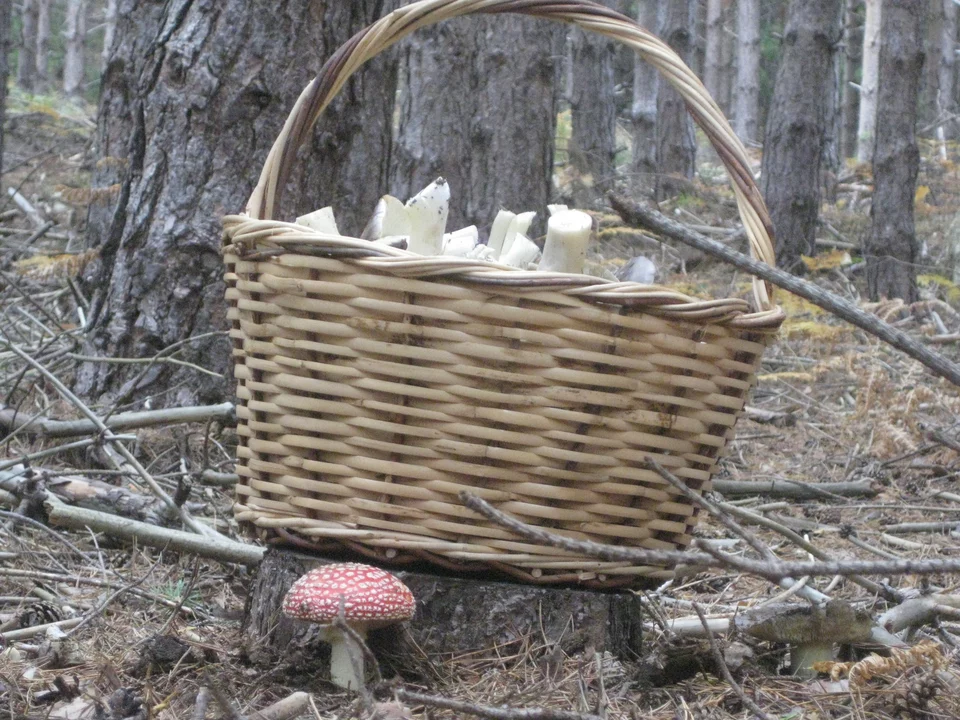 Τα μανιτάρια πρέπει να τα συλλέγουμε μονάχα όταν είμαστε μαζί με κάποιον που γνωρίζει και μπορεί να ξεχωρίζει τα επικίνδυνα από τα βρώσιμα.