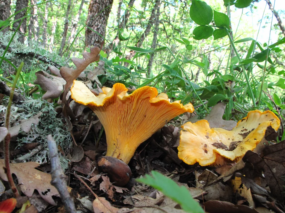 Τα μανιτάρια λατρεύουν την υγρασία και αναπτύσσονται μετά από βροχές.