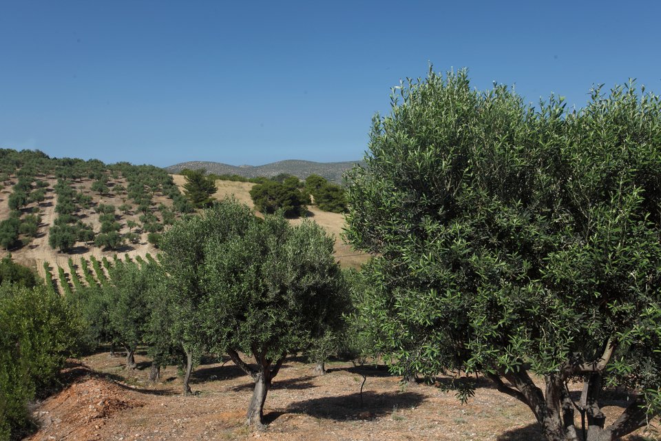 Το λάδι που χρησιμοποιείται για την παραγωγή των κουλουριών είναι από τους ελαιώνες της οικογένειας Δαρεμά στα Μεσόγεια.