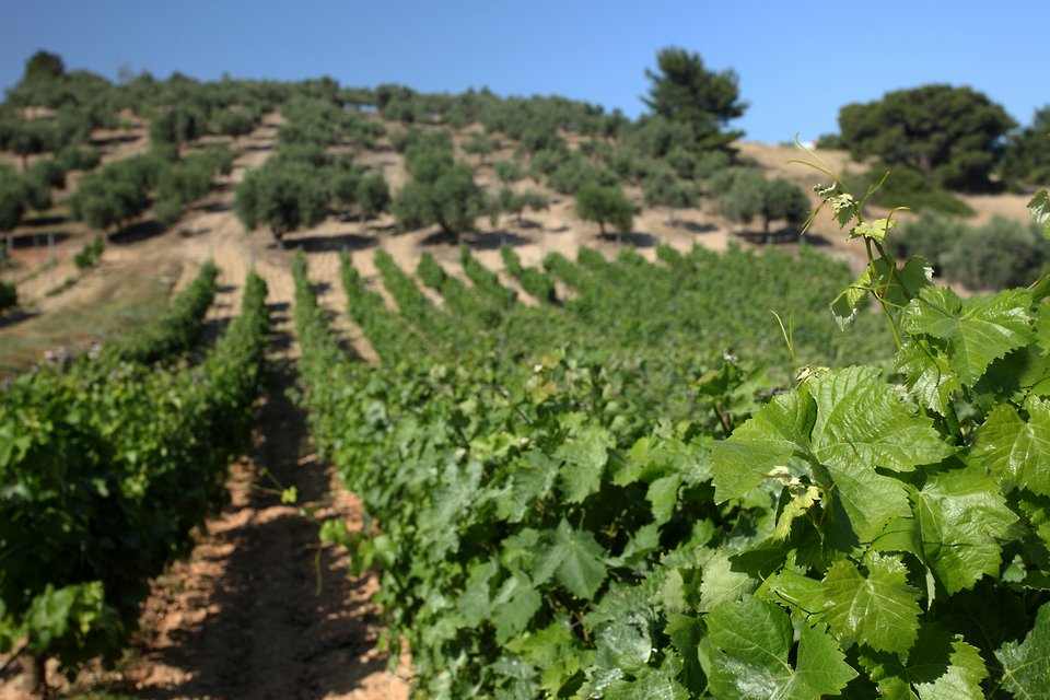 Τα αμπέλια της οικογένειας στα Μεσόγεια δίνουν το νόστιμο μούστο για τα μουστοκούλουρα.