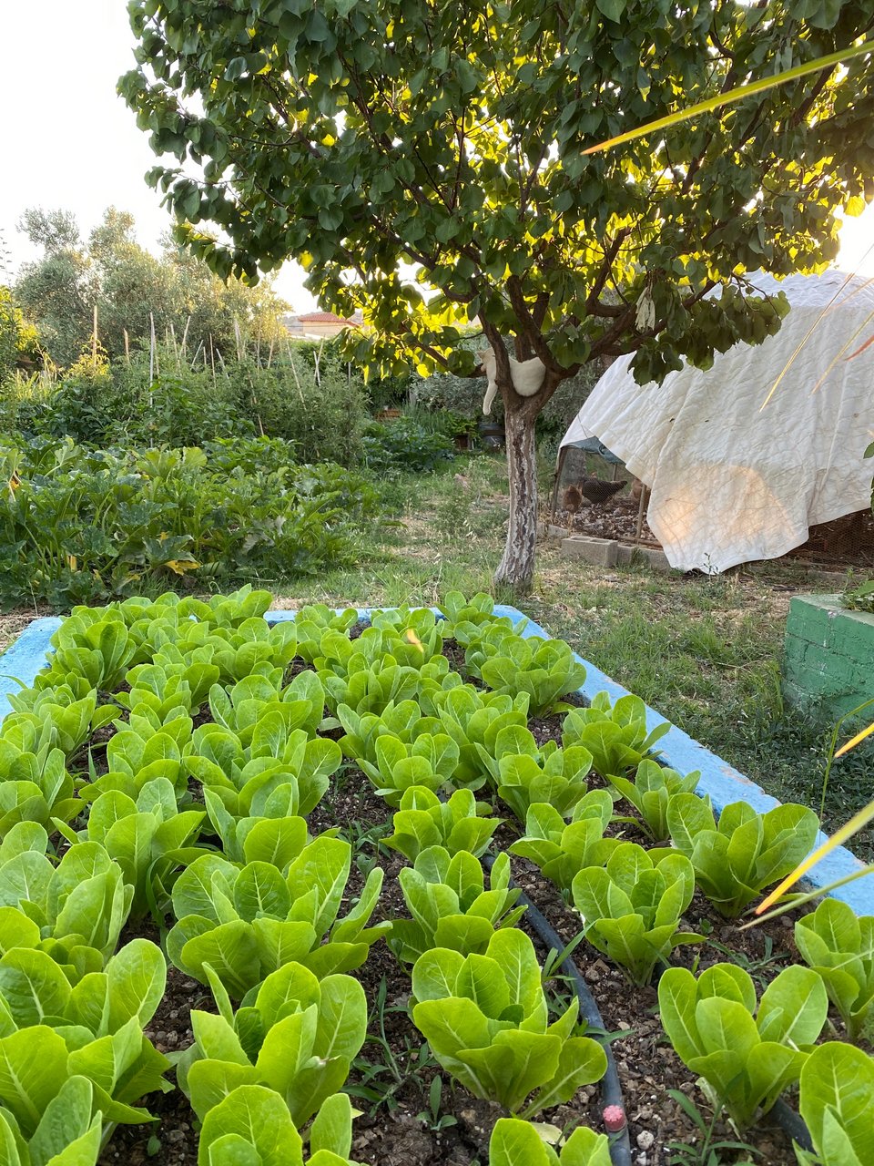Τα μποστάνι με τα μαρούλια και πίσω εκείνο με τα κολοκύθια. 
