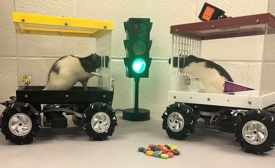 αρουραίους οδηγούν μικροσκοπικά αυτοκίνητα