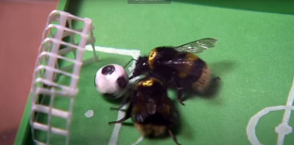 μέλισσες παίζουν ποδόσφαιρο