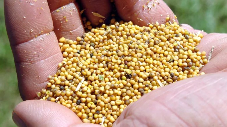 Ο Καναδάς είναι ο δεύτερος μεγαλύτερος παραγωγός σπόρων μουστάρδας στον κόσμο