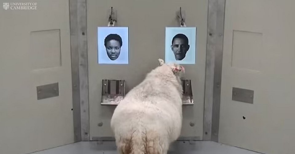 Πρόβατο αναγνωρίζει το πρόσωπο του Μπαράκ Ομπάμα