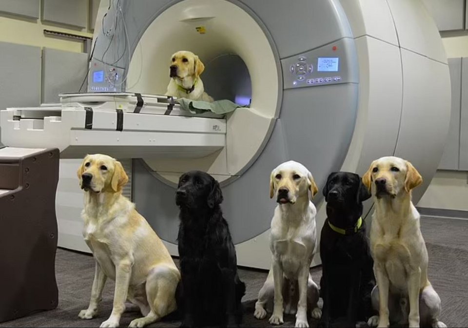 Σκύλοι μπροστά από μαγνητικό τομογράφο