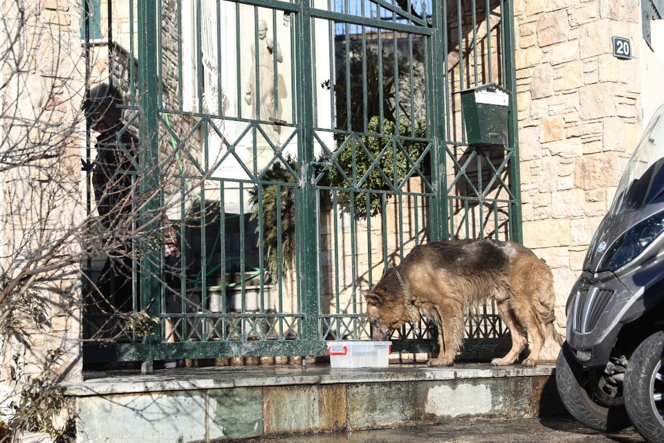 Ένα μπολ με λίγο νερό έξω από την πόρτα σπιτιού για το άτυχο τετράποδο
