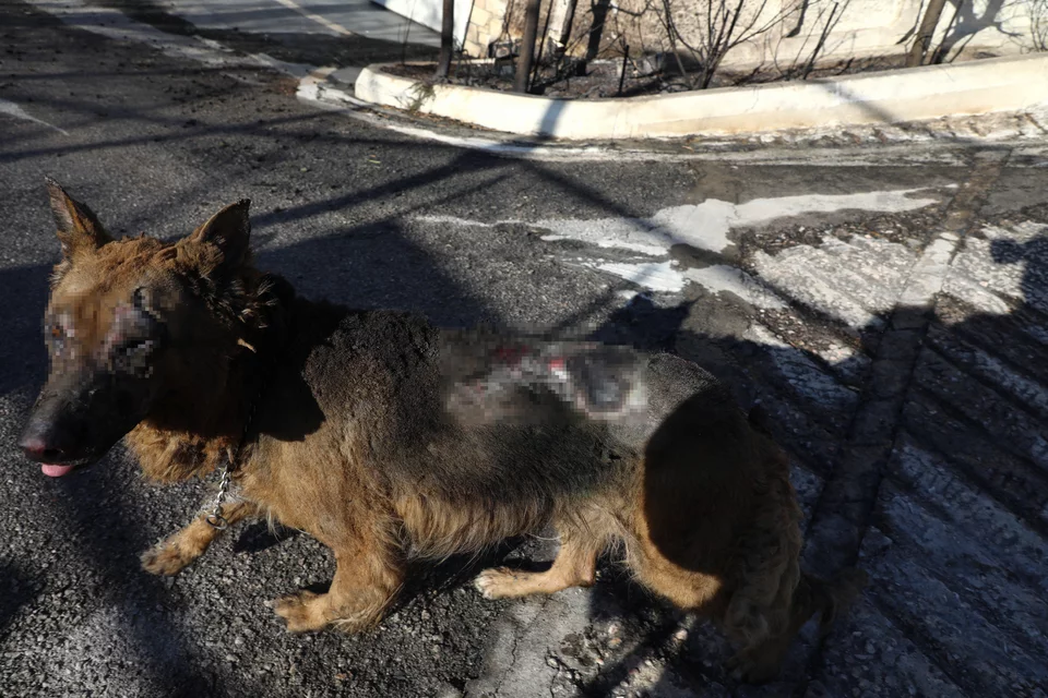 Ο σκύλος εμφανώς εξαντλημένος και με εμφανή τα εγκαύματα από τη φωτιά στο σώμα του