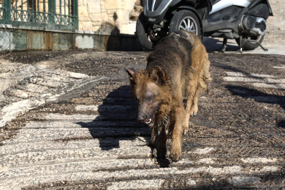Ο σκύλος εμφανώς εξαντλημένος και με εμφανή τα εγκαύματα από τη φωτιά στο σώμα του