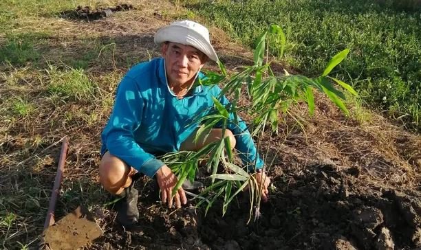 Ο Somsak Jiteurtragool με ένα από τα δενδρύλλιά του 