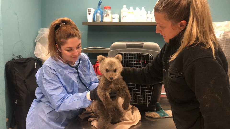 O Θωμάς όταν διεσώθη τον Μάιο / © D. Nikolaou, M. Avgerinou/ARCTUROS