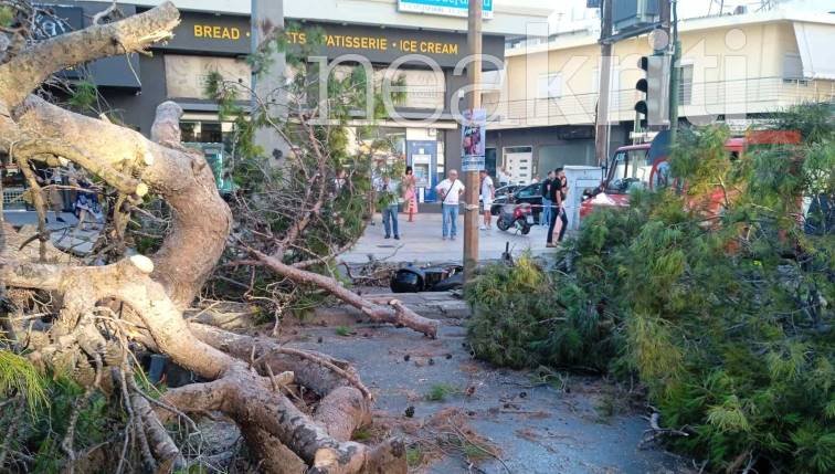 Το πελώριο δέντρο που σκότωσε τον μοτοσικλετιστή. Φωτογραφία από NEAKRITI.GR